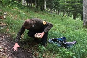 Tracking bears with a local guide in the Pyrenees