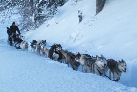 Sledding with huskies